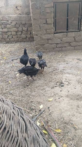 High quality aseel chicks and eggs fartail 1