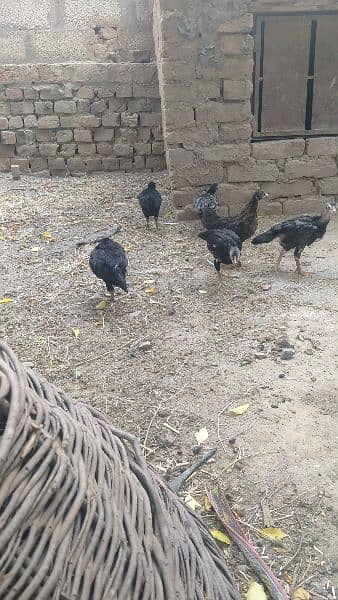 High quality aseel chicks and eggs fartail 2