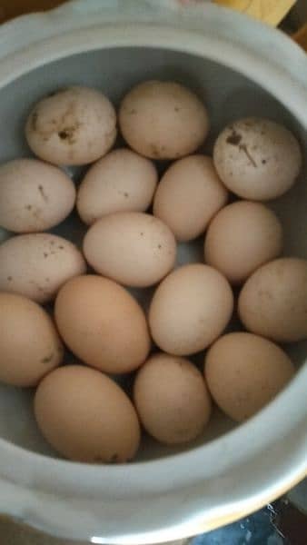 High quality aseel chicks and eggs fartail 3