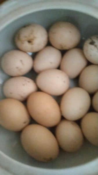 High quality aseel chicks and eggs fartail 4