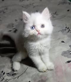 odd eyes White persian kitten triple coat  |punch face| Persian cat
