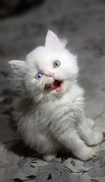 odd eyes White persian kitten triple coat  |punch face| Persian cat 1