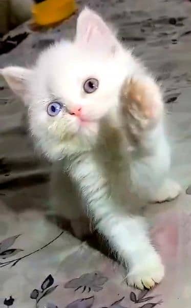 odd eyes White persian kitten triple coat  |punch face| Persian cat 2
