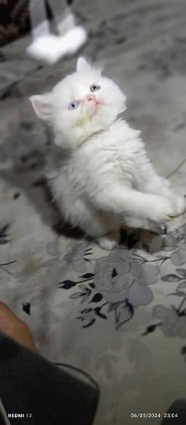 odd eyes White persian kitten triple coat  |punch face| Persian cat 3