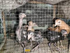 Tarla Aseel Chicks Available 3 month and 1.5 month