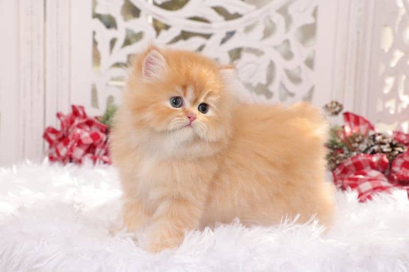 Persian kittens available for sale 2