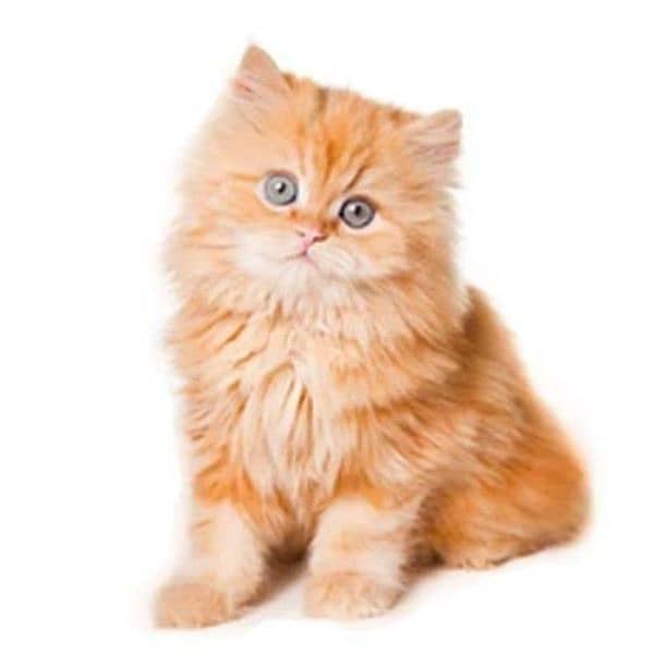 Persian kittens available for sale 5