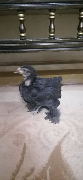 bantum chicks for sale 1