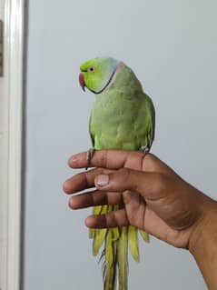 Face To Face Talking Ringneck (hand tamed)