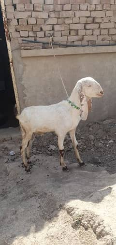 4(bakray)Goats for sale 0
