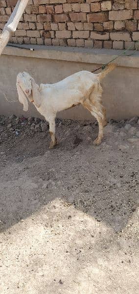 4(bakray)Goats for sale 1