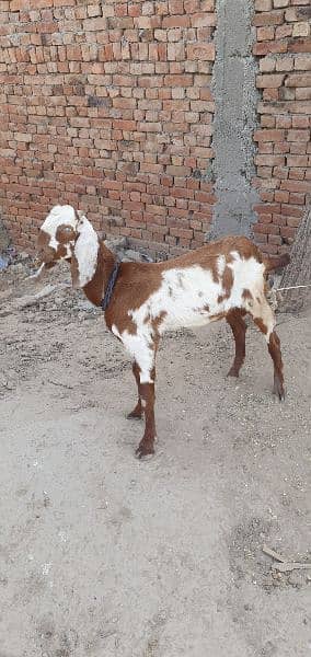 4(bakray)Goats for sale 2