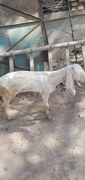 4(bakray)Goats for sale 3