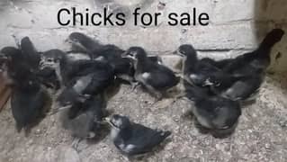 australorp heritage chicks for sale