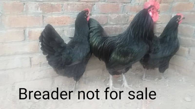 australorp heritage chicks for sale 3
