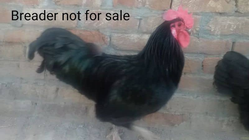 australorp heritage chicks for sale 5