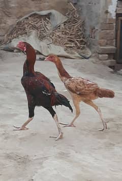 Young Aseel pair 1 Golden hen for sale