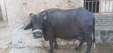Buffalo from Gojra