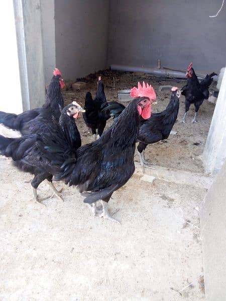 Australorp Roosters for sale 5