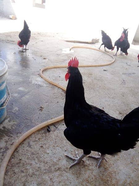 Australorp Roosters for sale 6