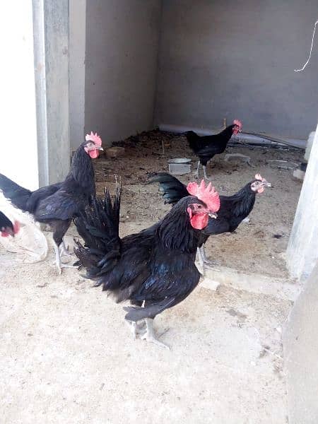 Australorp Roosters for sale 7