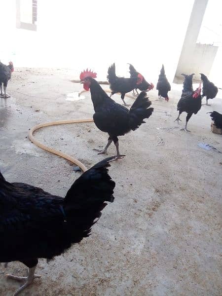Australorp Roosters for sale 8