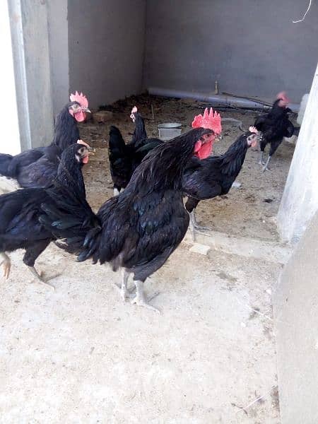 Australorp Roosters for sale 9