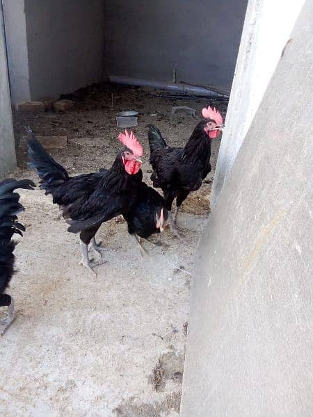 Australorp Roosters for sale 10