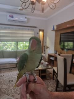 Parrot 0