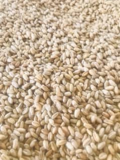 wheat for sale 50kg/bag