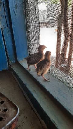 Black teetr chicks