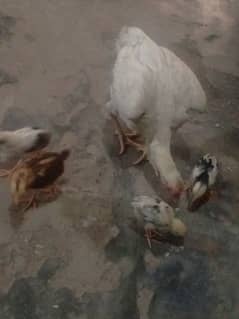 Hera chicken with four chicks
