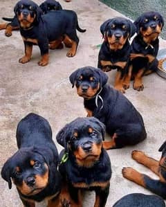pair available rottweiler puppies