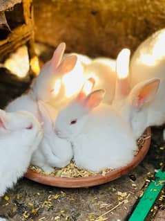 White Red Eyes Rabbits