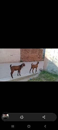 goats kids pair MashaAllah healthy and active achi chezzy hn