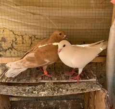 mix breed pigeons #urgent sale