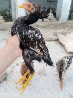 Aseel chicks