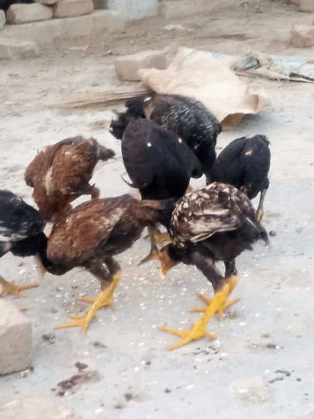 Aseel chicks 4