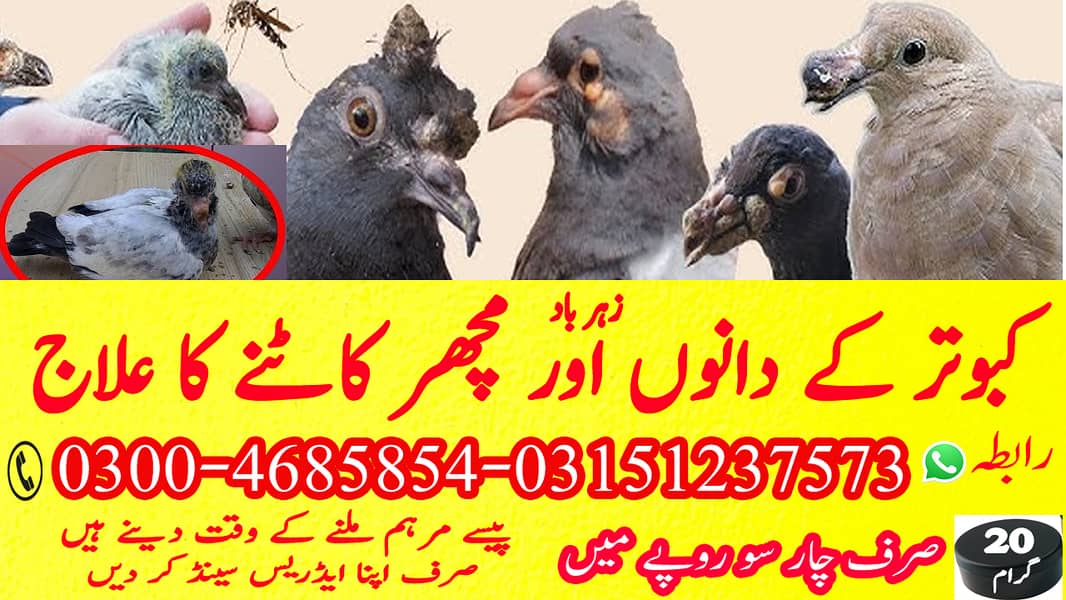 Pigeon kabotar Birds 2