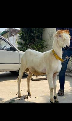 Mundra Goat For Sale
