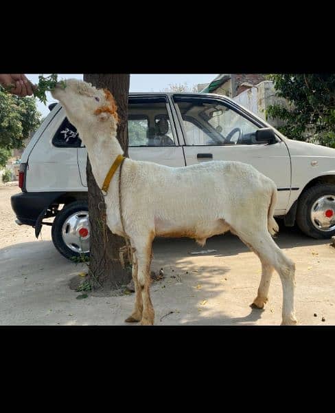 Mundra Goat For Sale 1