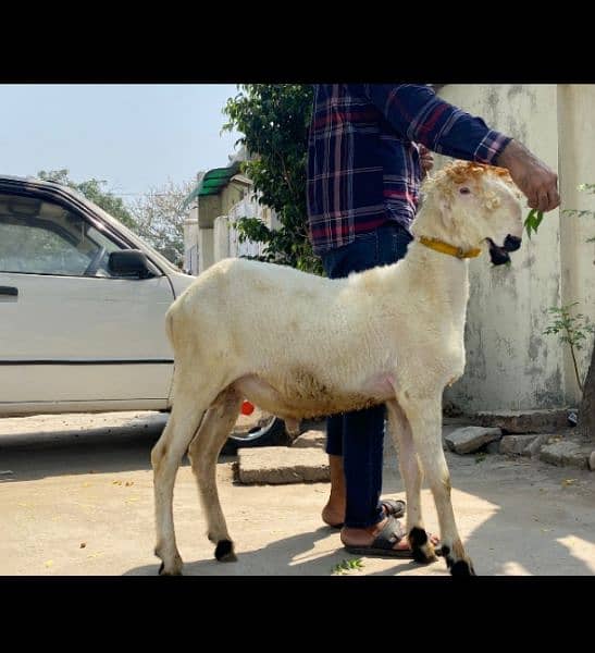 Mundra Goat For Sale 2