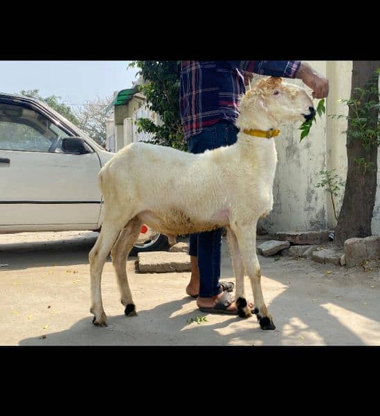 Mundra Goat For Sale 3