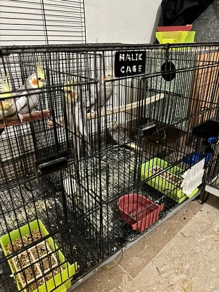 cocktail 2 pair with 4 chicks and cage for sale 1