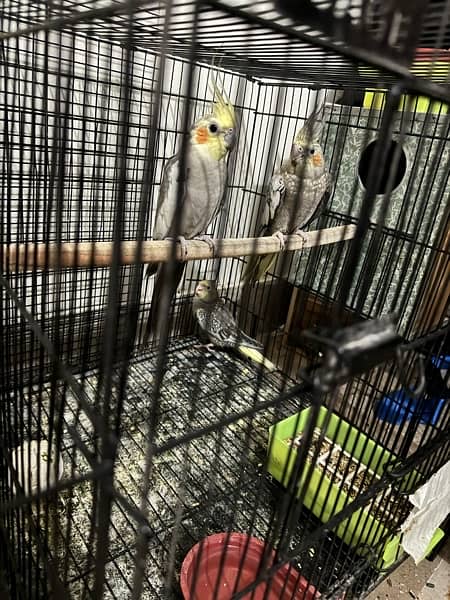 cocktail 2 pair with 4 chicks and cage for sale 2