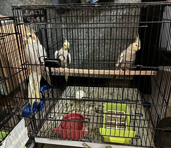 cocktail 2 pair with 4 chicks and cage for sale 3
