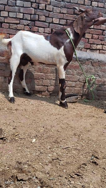 Bakra for qurbani sale 2