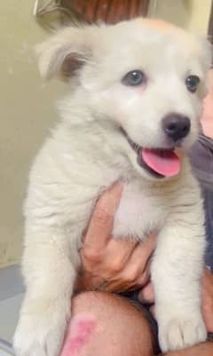 Adorable Russian Spitz Puppy for Sale!