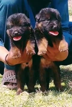 German shepherd puppies/ Gsd