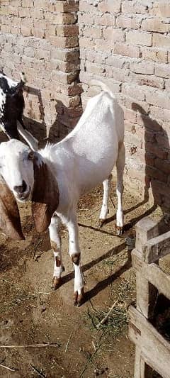 Goat Male for sale